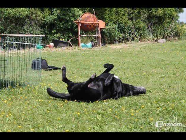 Blanding af racer Tajs billede 12