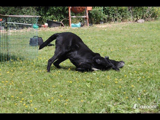 Blanding af racer Tajs billede 13