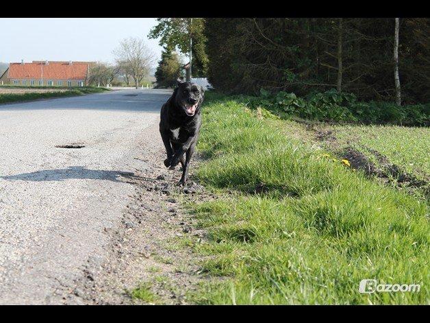 Blanding af racer Tajs billede 8