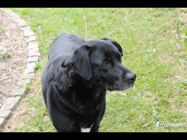 Blanding af racer Tajs billede 2