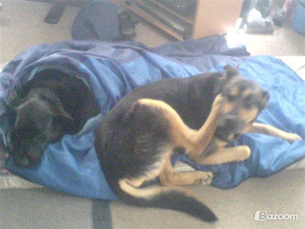 Blanding af racer Sif billede 3