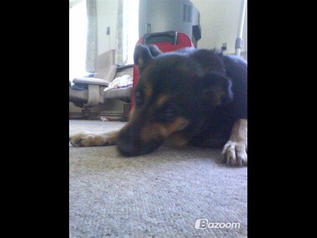 Blanding af racer Sif billede 4