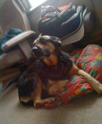 Blanding af racer Sif billede 5