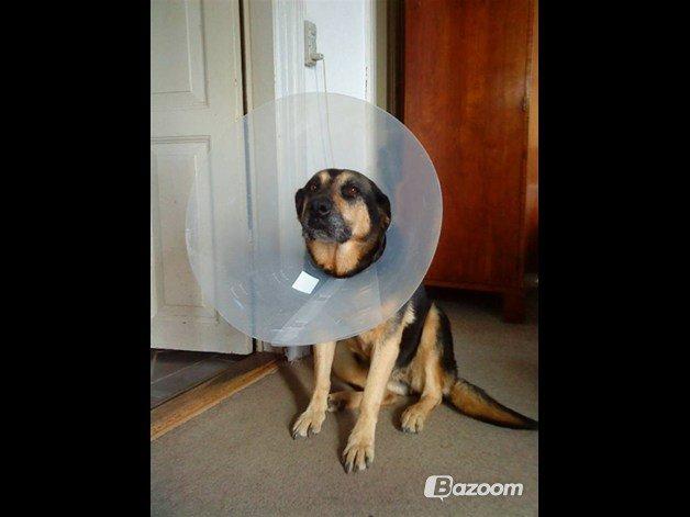 Blanding af racer Sif billede 6