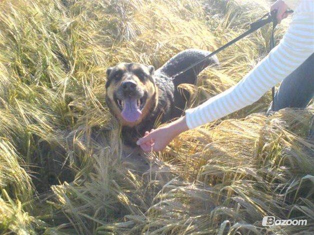 Blanding af racer Sif billede 7