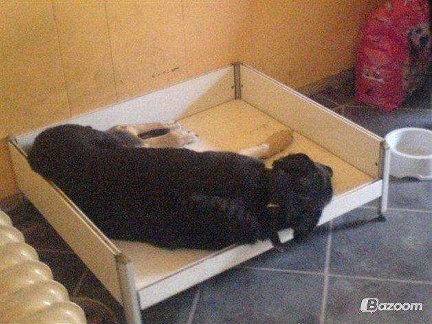 Blanding af racer Sif billede 2