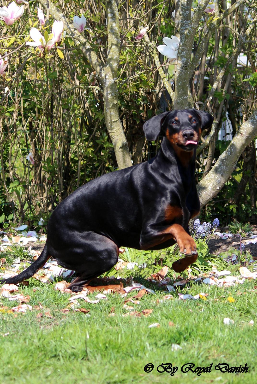 Dobermann *¤*Gaisha / Sasha*¤* - 2014 april billede 2