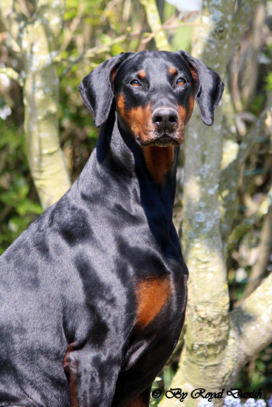 Dobermann *¤*Gaisha / Sasha*¤* - 2014 april billede 1