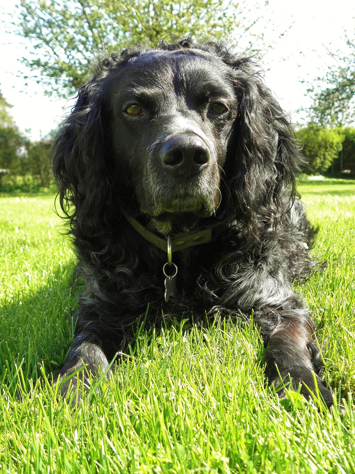 Breton Loke - loke april2014 billede 8