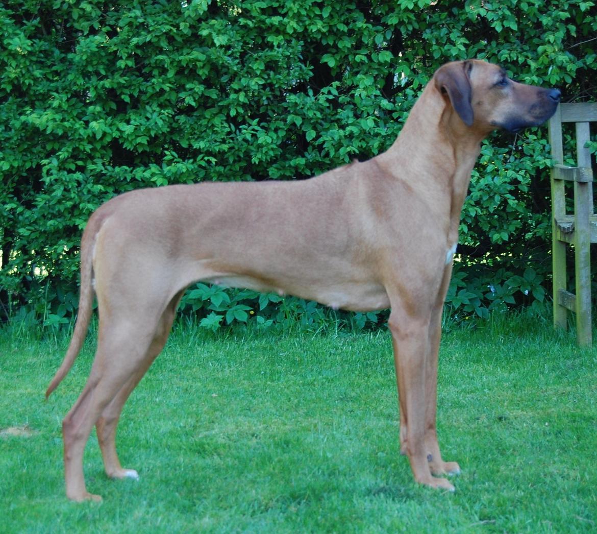 Rhodesian ridgeback Lewanika Humusha billede 2