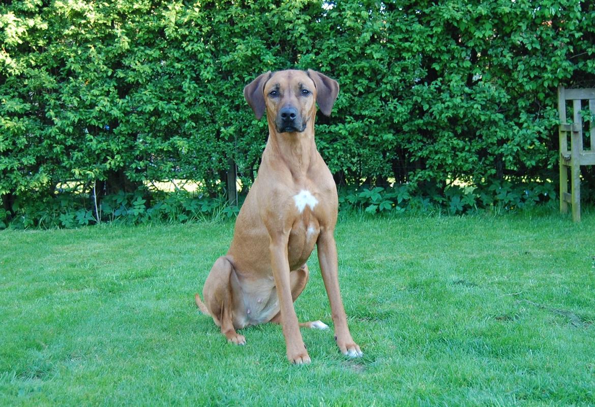 Rhodesian ridgeback Lewanika Humusha billede 3