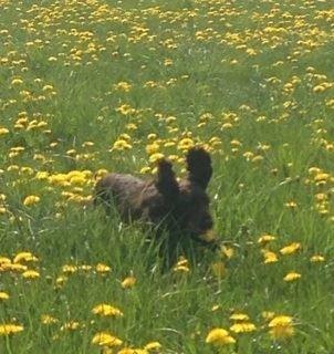 Cocker spaniel Mokka billede 2