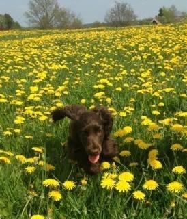 Cocker spaniel Mokka billede 3