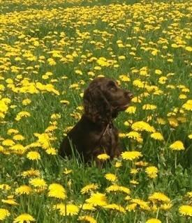 Cocker spaniel Mokka billede 4