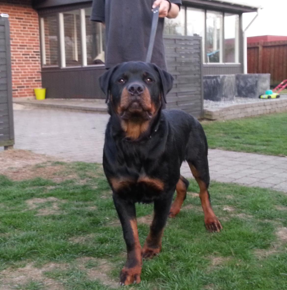 Rottweiler Vom Hause Desteny Loke - Loke 30 uger billede 13