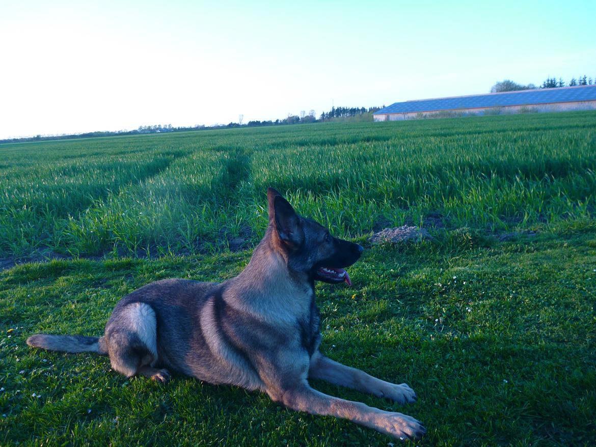 Schæferhund Kennel Lp`s Essi billede 9