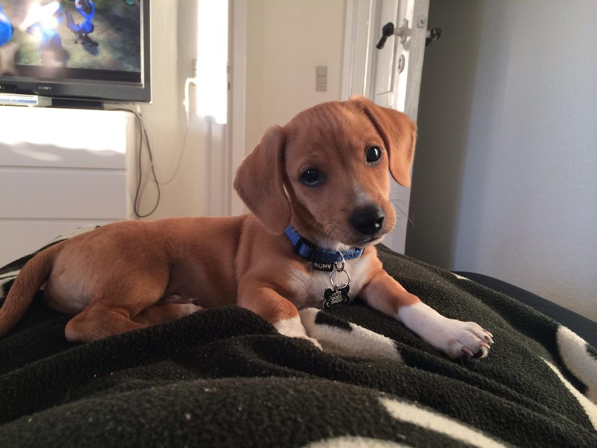 Blanding af racer Viktor billede 7