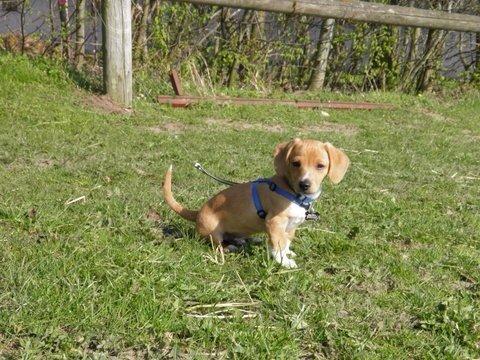 Blanding af racer Viktor billede 2