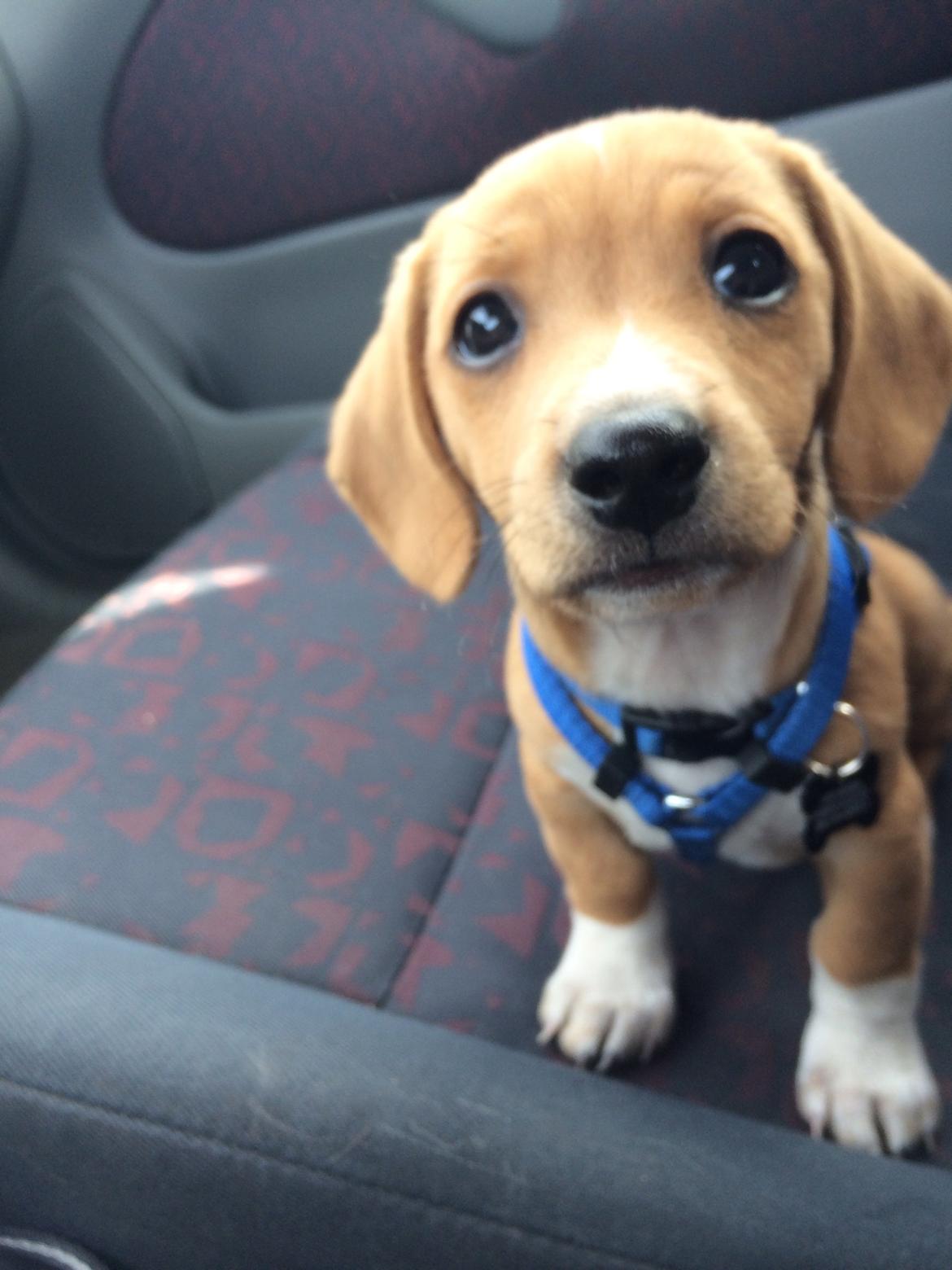 Blanding af racer Viktor billede 4