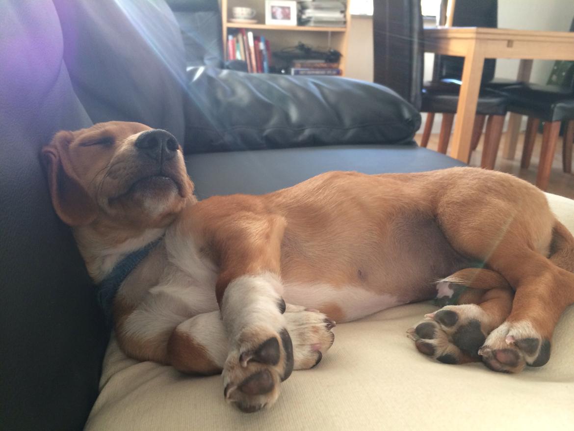 Blanding af racer Viktor billede 5