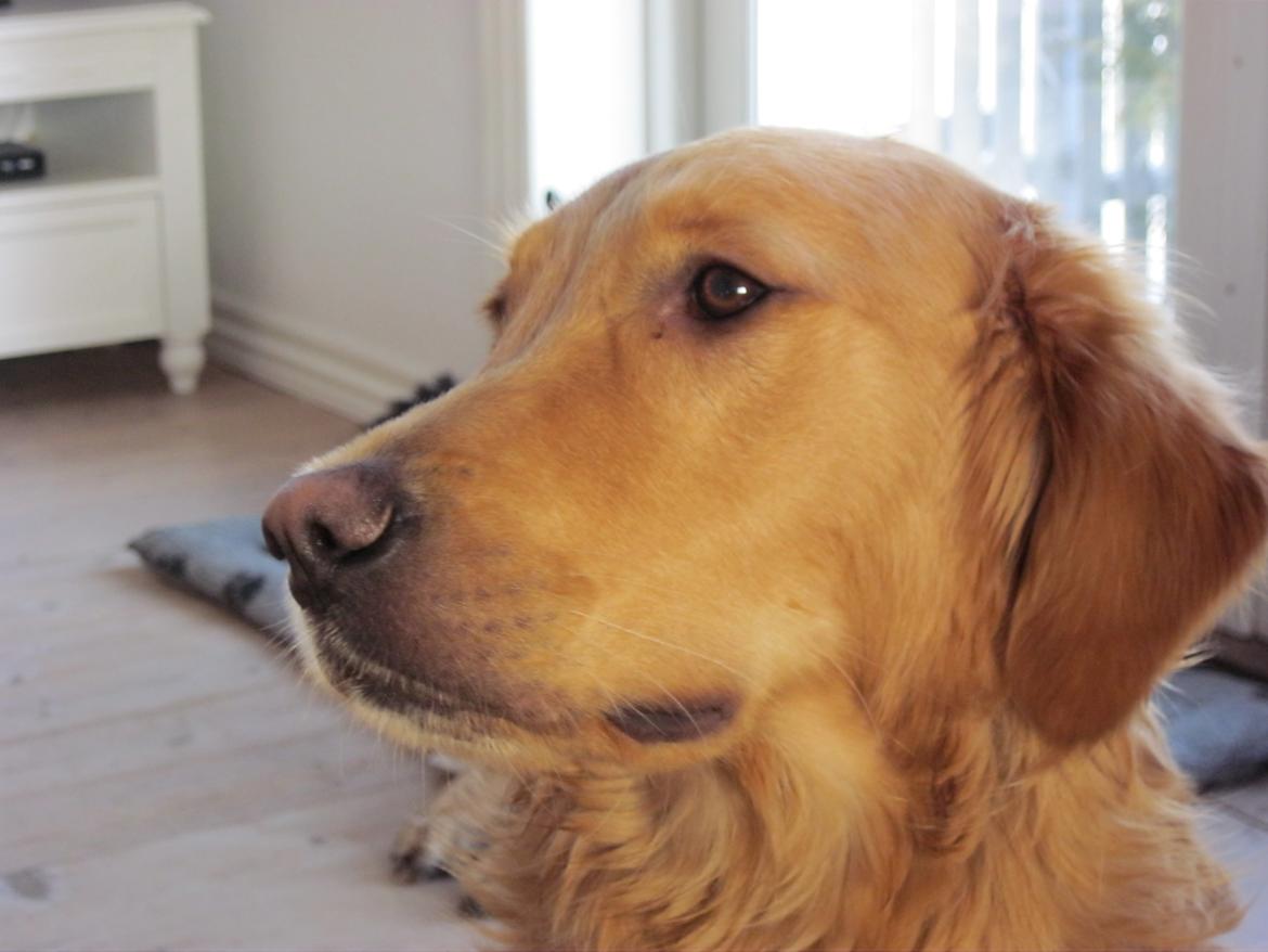 Golden retriever Aimo billede 1