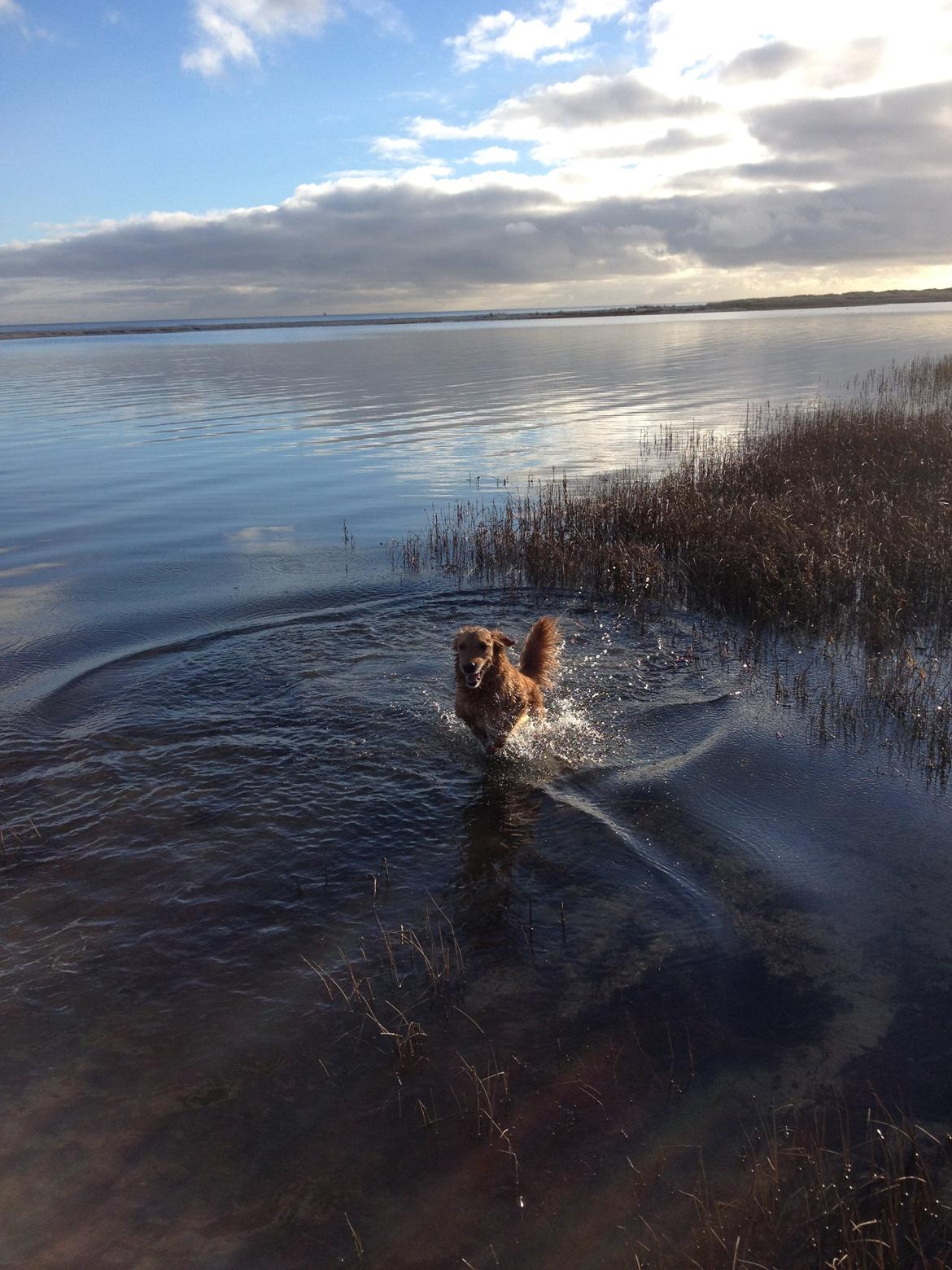 Golden retriever Aimo billede 2