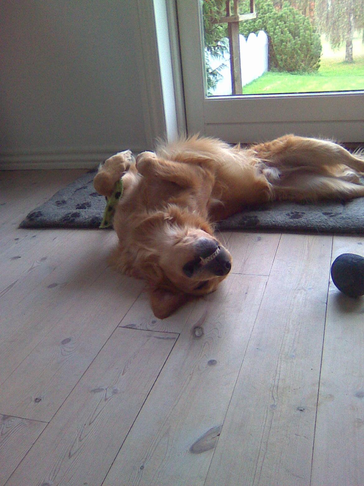 Golden retriever Aimo billede 3