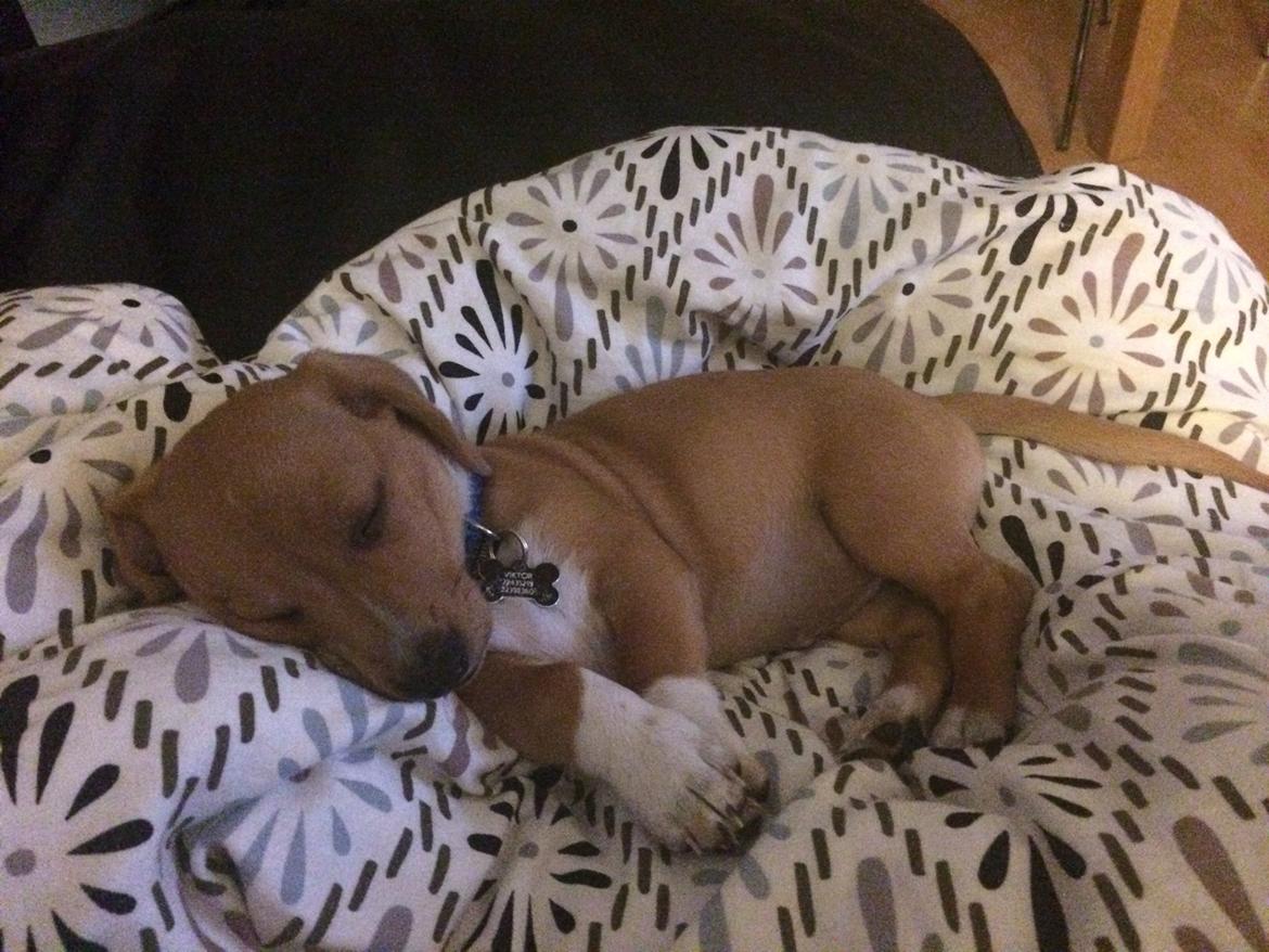 Blanding af racer Viktor billede 6