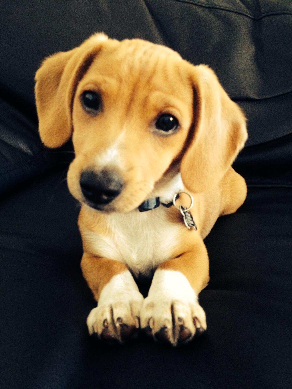 Blanding af racer Viktor billede 1