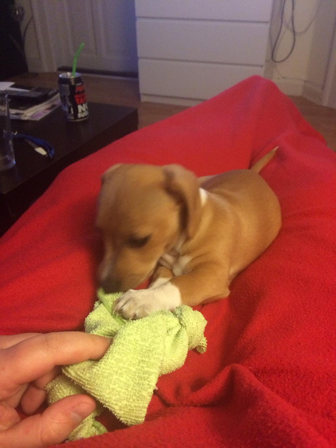 Blanding af racer Viktor billede 8