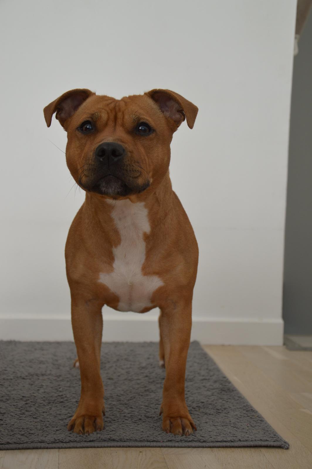 Staffordshire bull terrier Maggie billede 13