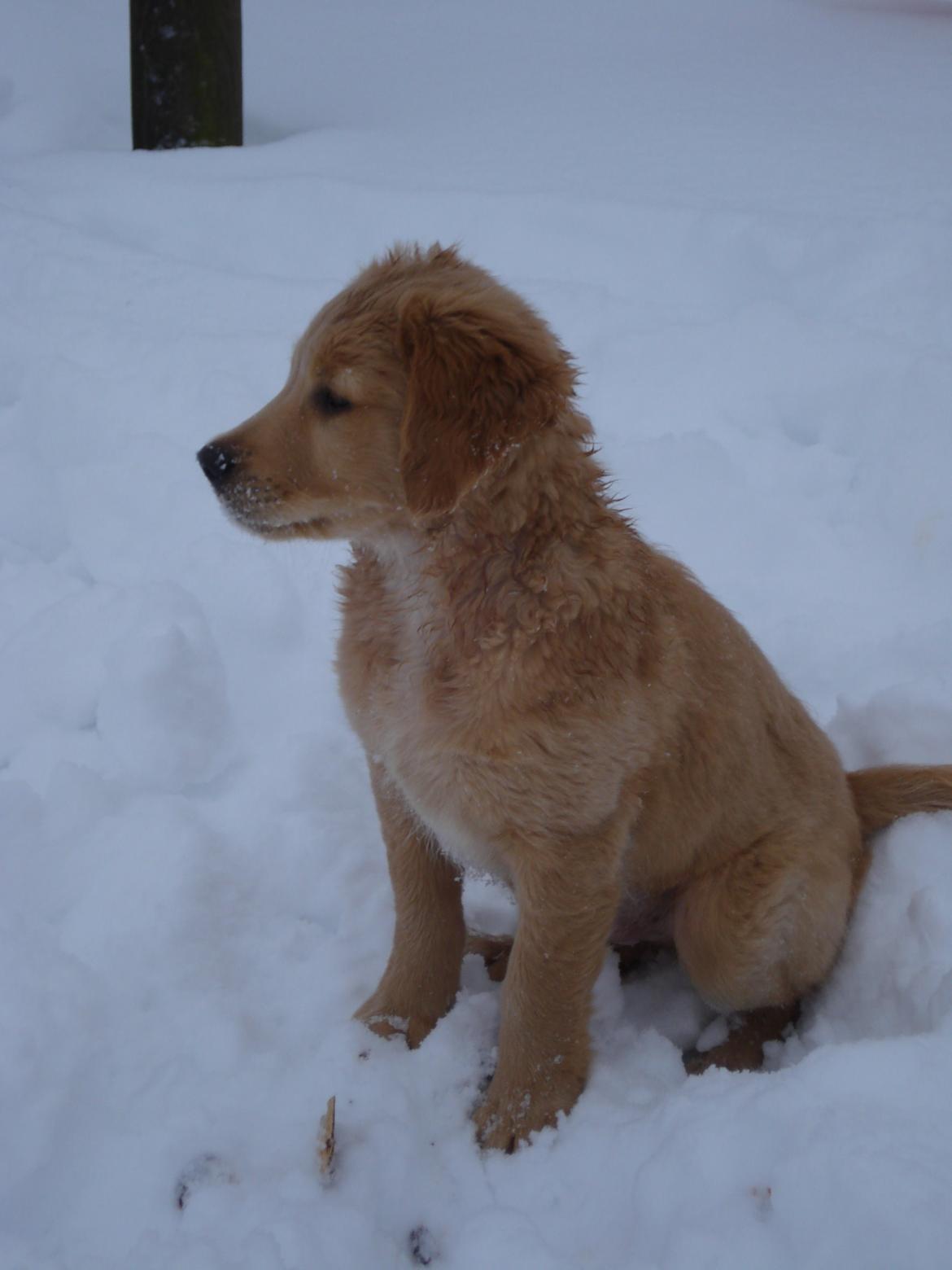 Golden retriever Aimo billede 4