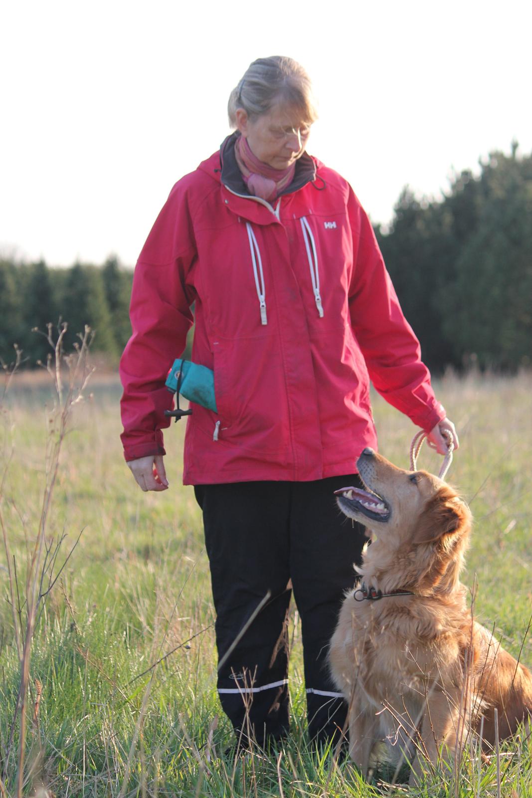 Golden retriever Aimo billede 5