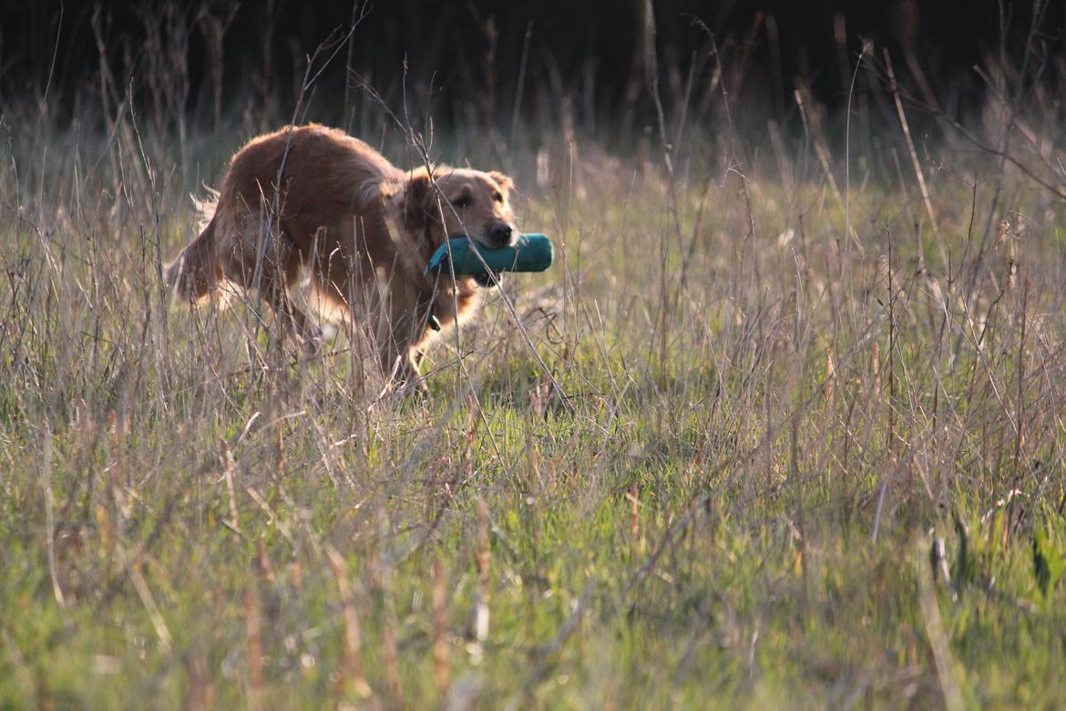 Golden retriever Aimo billede 6