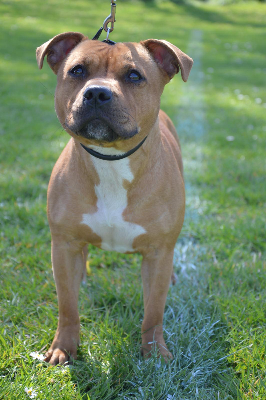 Staffordshire bull terrier Maggie billede 17