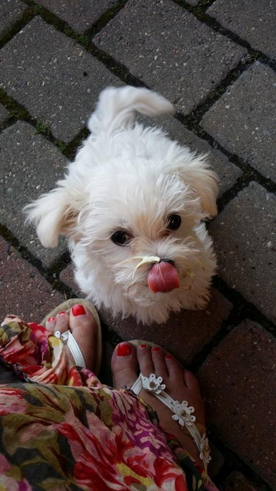 Malteser Molly billede 5