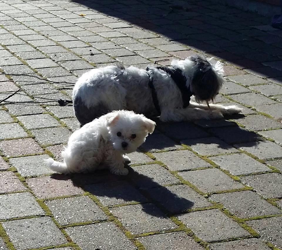 Malteser Molly billede 12
