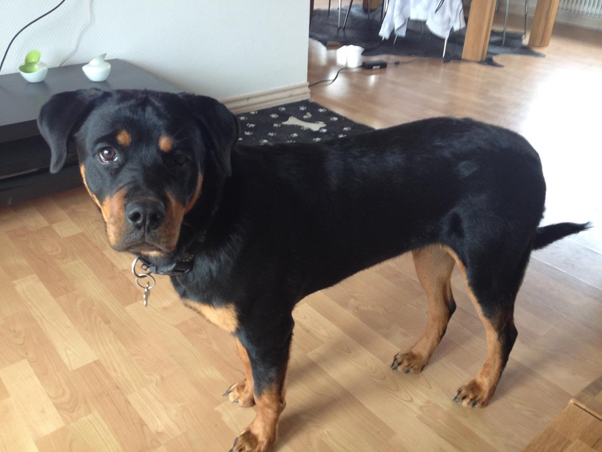 Rottweiler Molly - Nu er jeg 8mdr og vejer ca 35kg billede 1