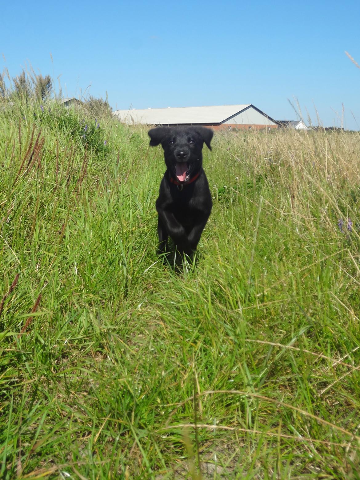 Blanding af racer Ziwa billede 2