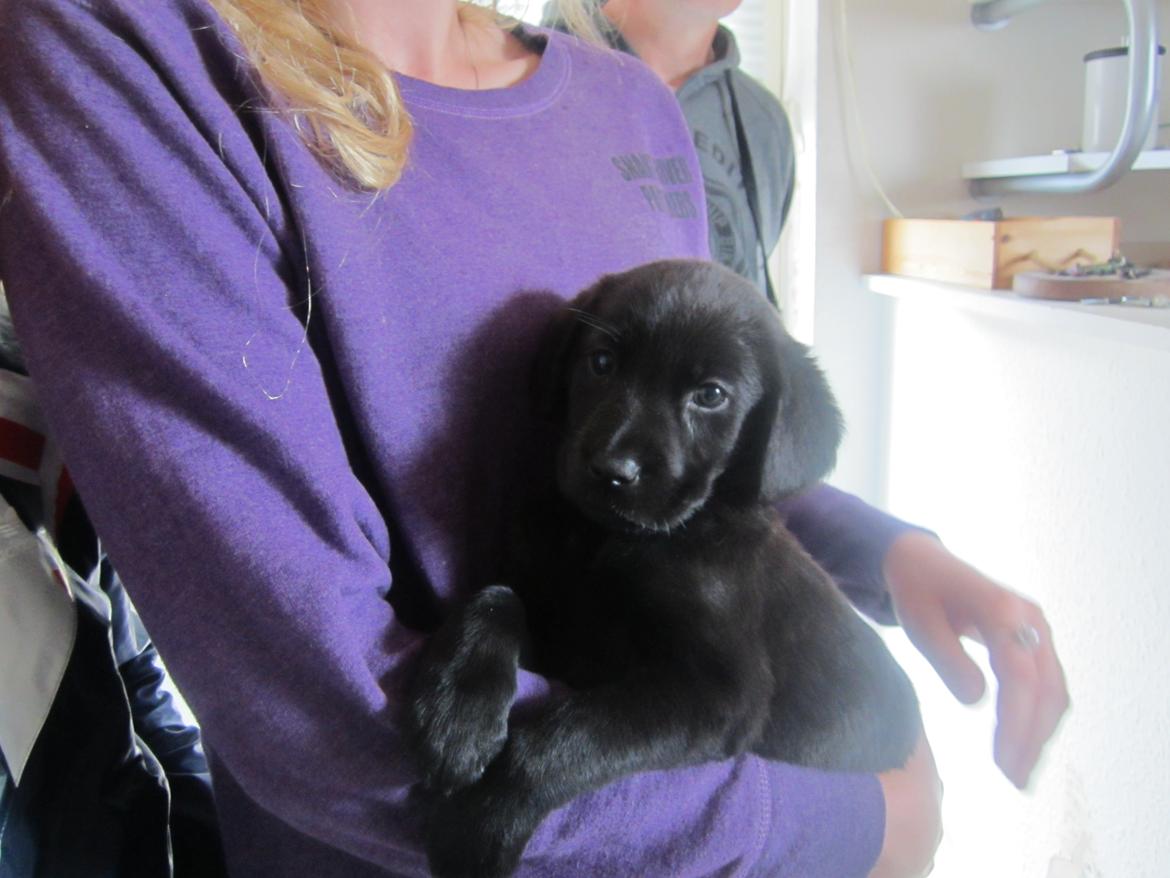 Blanding af racer Ziwa - Da Ziwa skulle med hjem!  billede 3