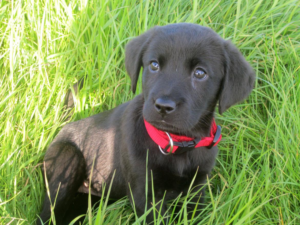 Blanding af racer Ziwa billede 4