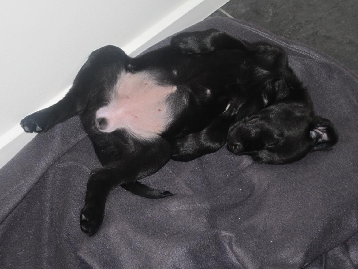 Blanding af racer Ziwa billede 6