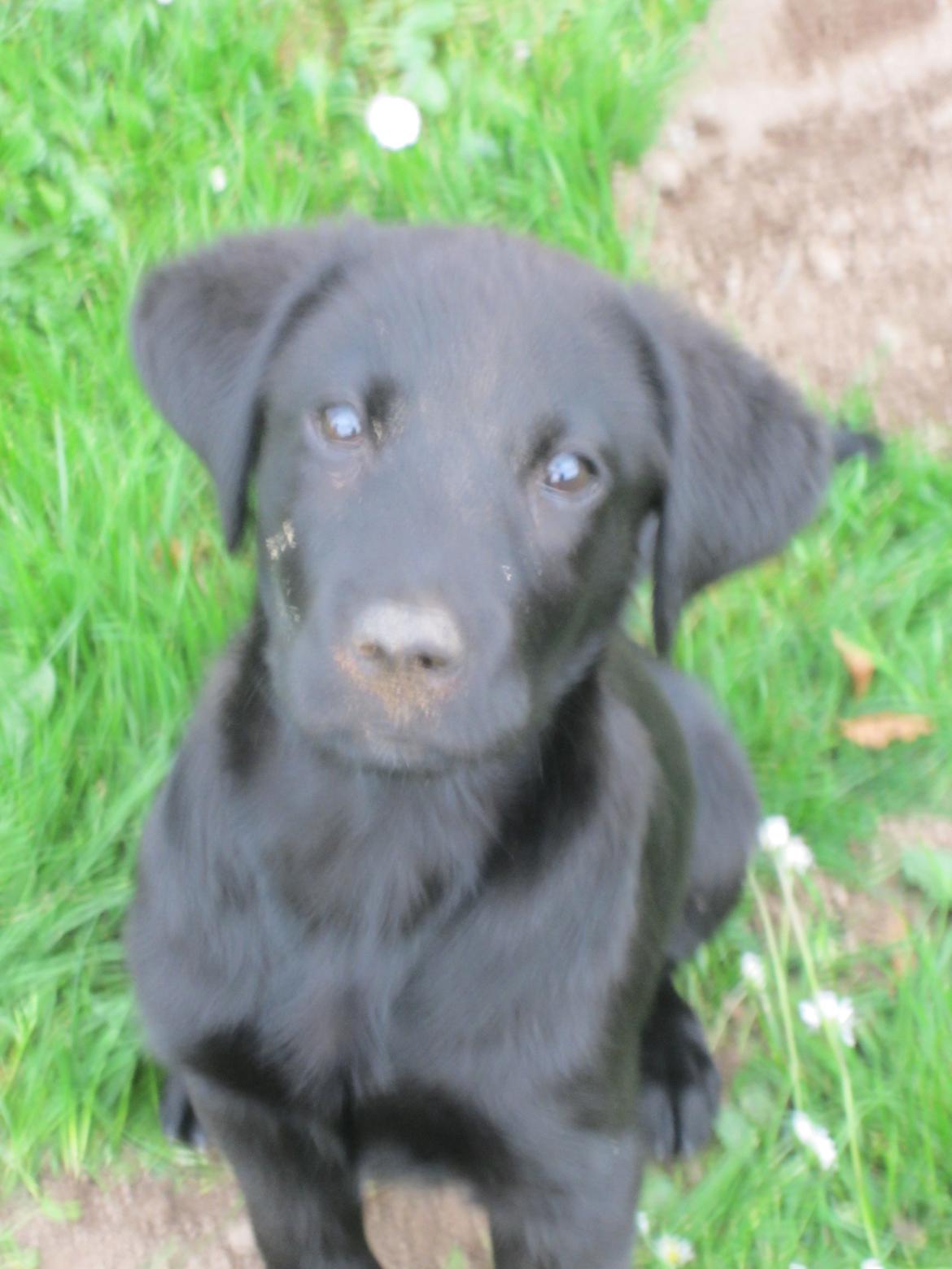 Blanding af racer Ziwa billede 7