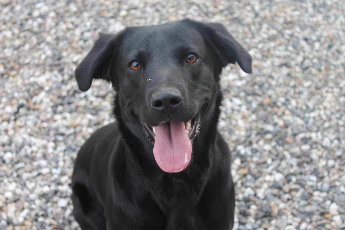 Blanding af racer Ziwa billede 9