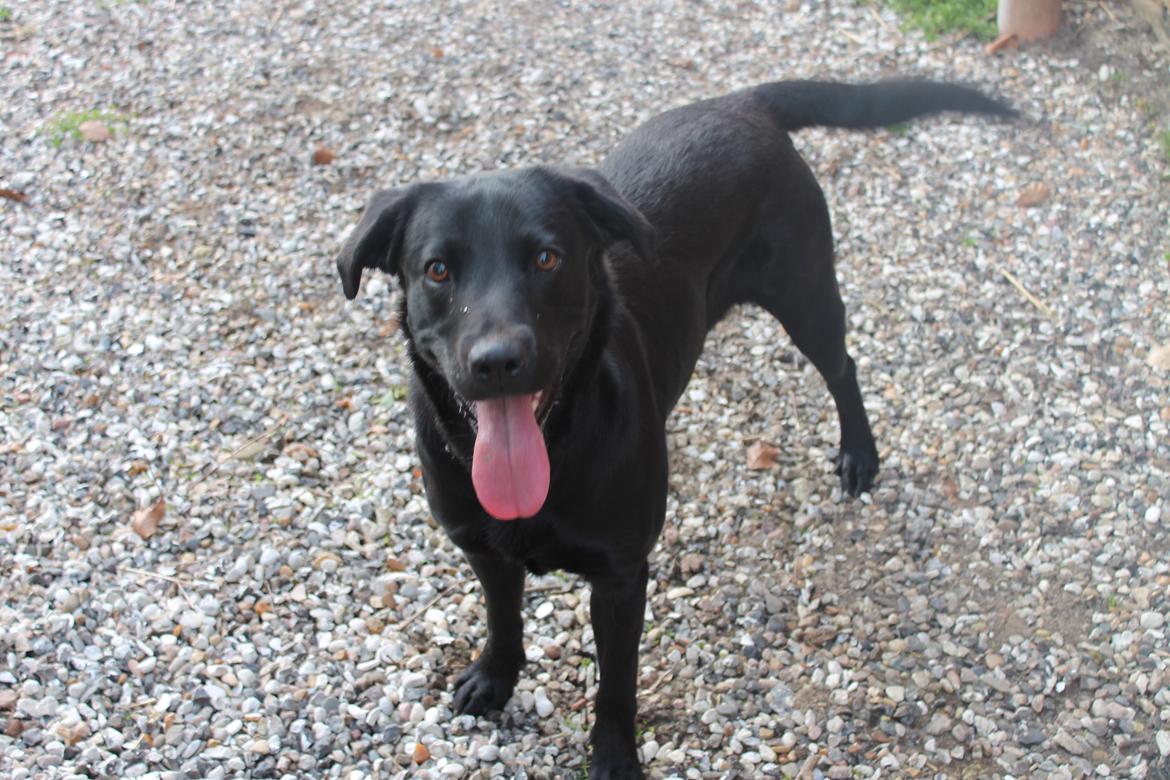 Blanding af racer Ziwa billede 10