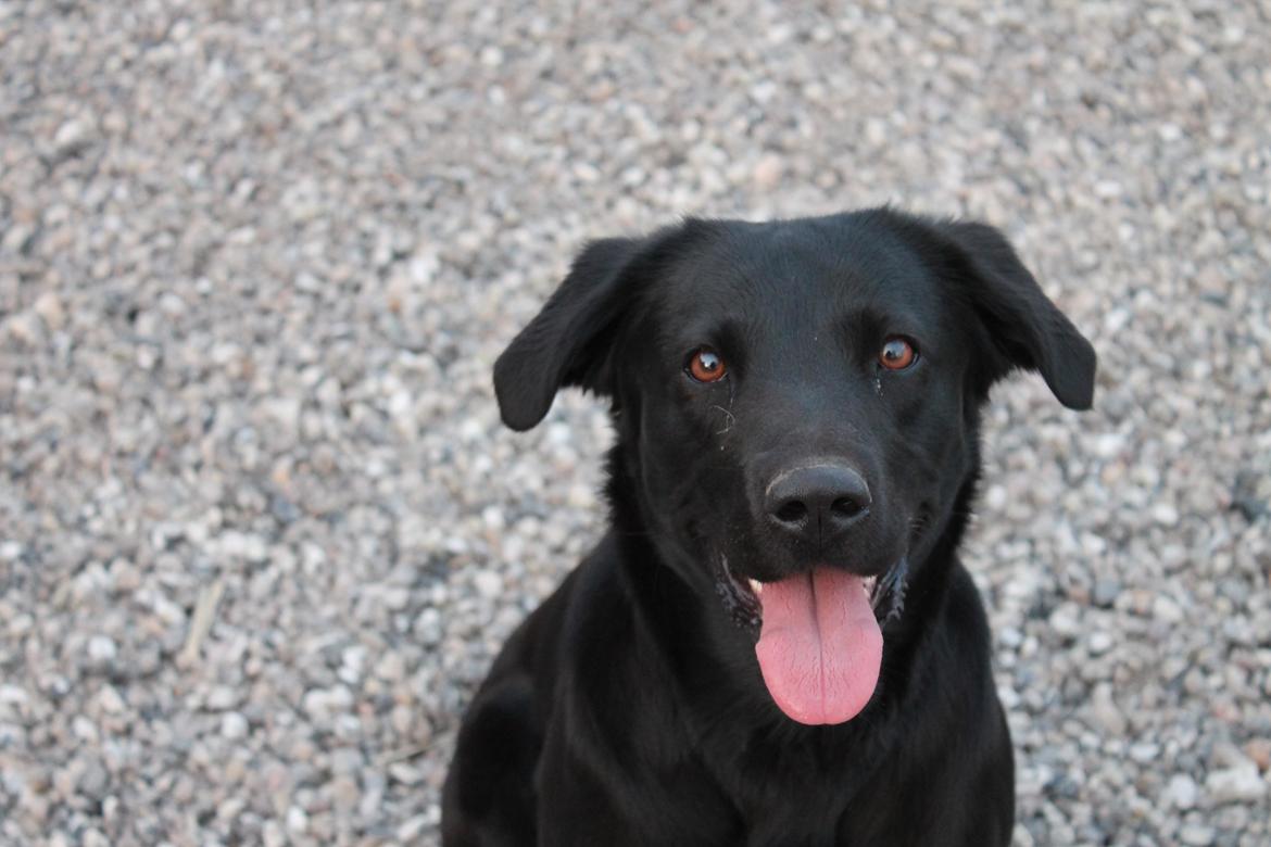 Blanding af racer Ziwa billede 11