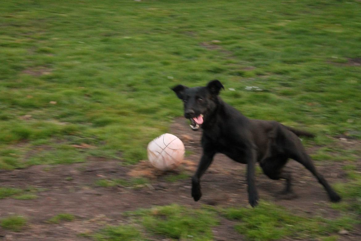 Blanding af racer Ziwa billede 12