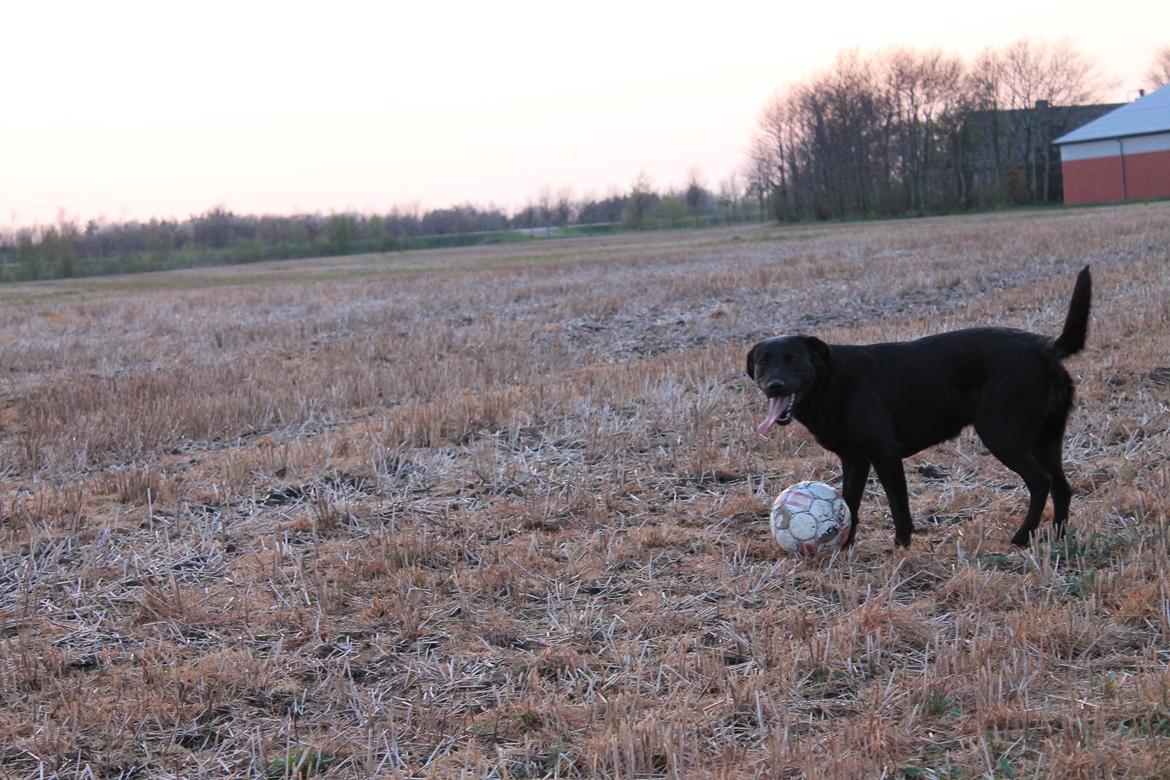 Blanding af racer Ziwa billede 13