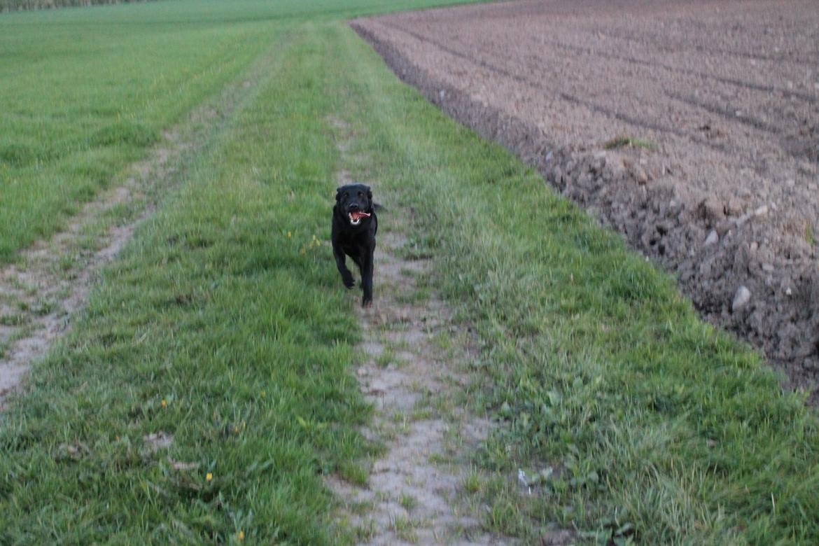 Blanding af racer Ziwa billede 14