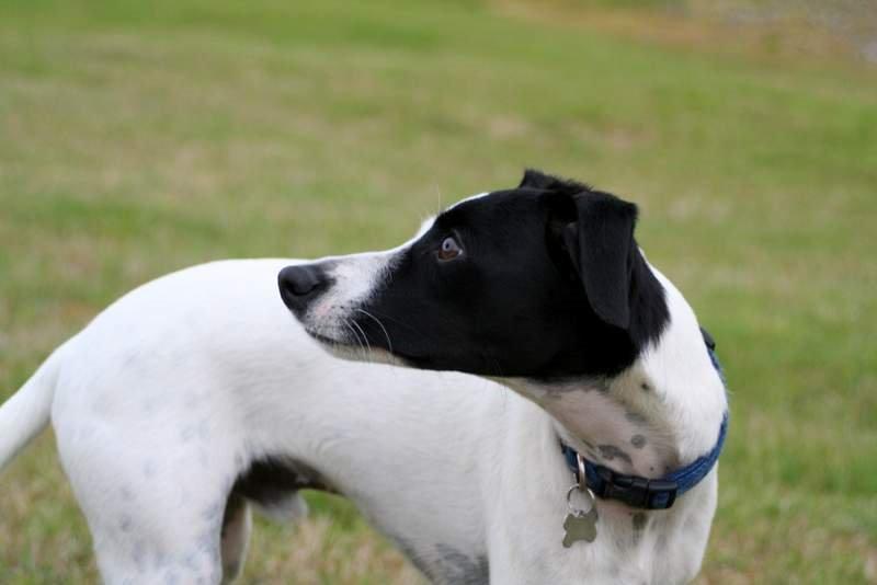 Blanding af racer Laban - Fik lige øje på noget spændende billede 7